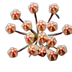 Flor de cera Hoya micrantha muda enraizada no pote nº 6