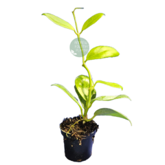 Super Combo Promocional Black Friday 1 - Mudas de Flores de Cera, Outras Plantas e Material de Cultivo Andrew Fogtman Plantas
