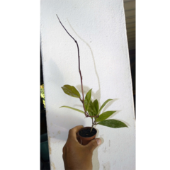 Combo das flores de cera vermelhas mudas enraizadas no pote nº 6 - comprar online