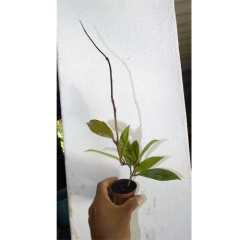 Combo de flores de cera nº 8 mudas enraizadas no pote nº 6 - Mudas de Flores de Cera, Outras Plantas e Material de Cultivo Andrew Fogtman Plantas