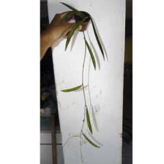 Combo nº 1 das flores de cera pendentes mudas enraizadas no pote nº 6 na internet