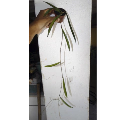 Combo de flores de cera nº 8 mudas enraizadas no pote nº 6 - loja online