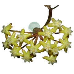 Flor de cera Hoya surigaoensis - muda enraizada no pote nº 6