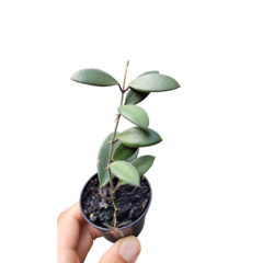 Combo das flores de cera Hoya davidcumingii, H. tsangii, H. micrantha e H. Cv. Optimistic - Mudas de Flores de Cera, Outras Plantas e Material de Cultivo Andrew Fogtman Plantas