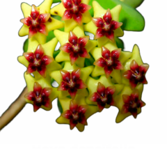 Flor de cera Hoya densifolia muda enraizada no pote nº 6
