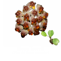 flor de cera coração Hoya kerrii muda de haste enraizada no pote nº 6