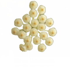 Flor de cera Hoya lacunosa muda enraizada no pote nº 6