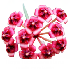 Flor de cera Hoya lucardenasiana muda enraizada no pote nº 6