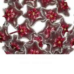Flor de cera Hoya pubicalix 'Red Button' muda enraizada no pote nº 6