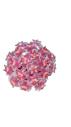 Flor de cera Hoya pubicalix 'Silver Pink' muda enraizada no pote nº 6 - comprar online
