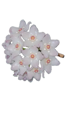 Flor de cera Hoya shepherdii muda enraizada no pote nº 6
