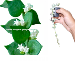 Flor de cera Dischidia ruscifolia variegata muda enraizada no pote nº 6