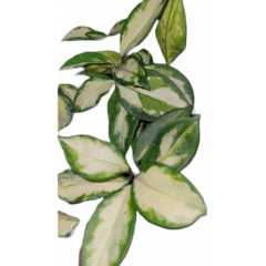 Flor de cera Hoya carnosa variegata 'Krinson Princess' muda enraizada no pote nº 6 - comprar online