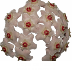 Flor de cera Hoya carnosa variegata 'Krinson Queen' muda enraizada no pote nº 6