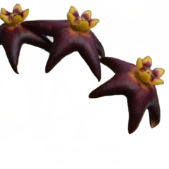 Flor de cera Hoya ciliata muda enraizada no pote nº 6