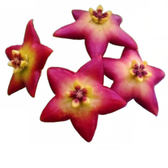 flor de cera Hoya cv. Optimistic muda enraizada no pote nº 6
