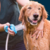 Pet Spa