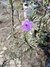 Petunia Mexicana (Ruellia Simplex) na internet