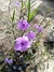 Petunia Mexicana (Ruellia Simplex)