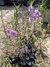 Petunia Mexicana (Ruellia Simplex) - comprar online