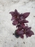 Periquito Roxo - comprar online