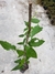 Tubergia Trepadeira - comprar online