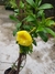 Mine Alamanda na internet