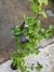 Tubergia Arbustiva - comprar online