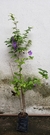Tubergia Arbustiva