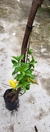 Mine Alamanda - comprar online
