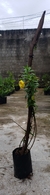 Mine Alamanda