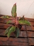Aglaonema Vermelha na internet