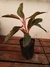 Aglaonema Vermelha - comprar online