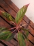 Aglaonema Vermelha