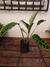 Maranta Zebrina