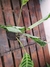 Maranta Zebrina na internet
