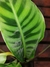 Maranta Zebrina - comprar online
