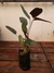 Maranta Cinza