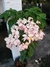 Mussaenda Grande - Loja Belo Jardim