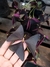 Trevo roxo