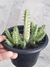 Cacto Huernia Macrocarpa