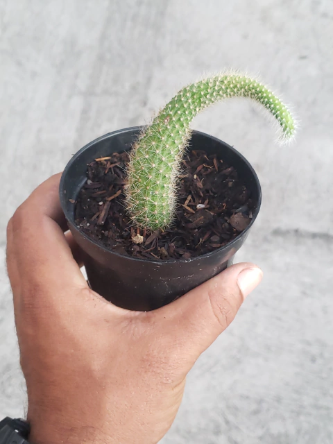 Cacto Rabo de Macaco