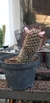 Cacto Mammillaria Zeilmanniana