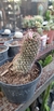 Cacto Mammillaria Zeilmanniana - comprar online