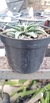 Suculenta Aloe Pepe