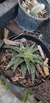 Suculenta Aloe Pepe na internet