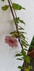 Alamanda Roxa na internet
