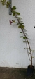 Alamanda Roxa - comprar online