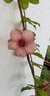 Alamanda Roxa