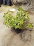 Asystasia Variegata - comprar online